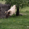 Net skraidančių avių radom ...  | Fotografijos autorius : Valdimantas Grigonis | © Macrogamta.lt | Šis tinklapis priklauso bendruomenei kuri domisi makro fotografija ir fotografuoja gyvąjį makro pasaulį.