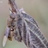 Plokščiamusė - Odontomyia argentata | Fotografijos autorius : Vilius Grigaliūnas | © Macrogamta.lt | Šis tinklapis priklauso bendruomenei kuri domisi makro fotografija ir fotografuoja gyvąjį makro pasaulį.