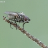 Žiedenė - Leucophora sp.  | Fotografijos autorius : Aivaras Markauskas | © Macrogamta.lt | Šis tinklapis priklauso bendruomenei kuri domisi makro fotografija ir fotografuoja gyvąjį makro pasaulį.