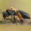 Smiltbitė - Andrena haemorrhoa | Fotografijos autorius : Aivaras Markauskas | © Macrogamta.lt | Šis tinklapis priklauso bendruomenei kuri domisi makro fotografija ir fotografuoja gyvąjį makro pasaulį.