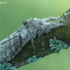 Raudonuodegis verpikas - Calliteara pudibunda | Fotografijos autorius : Aivaras Markauskas | © Macrogamta.lt | Šis tinklapis priklauso bendruomenei kuri domisi makro fotografija ir fotografuoja gyvąjį makro pasaulį.