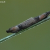 Rytinis siaurasparnis ugniukas - Sciota fumella | Fotografijos autorius : Aivaras Markauskas | © Macrogamta.lt | Šis tinklapis priklauso bendruomenei kuri domisi makro fotografija ir fotografuoja gyvąjį makro pasaulį.