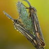 Brūkšniuotoji meškutė - Spiris striata | Fotografijos autorius : Aivaras Markauskas | © Macrogamta.lt | Šis tinklapis priklauso bendruomenei kuri domisi makro fotografija ir fotografuoja gyvąjį makro pasaulį.