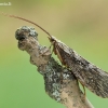 Apsiuva - Trichoptera | Fotografijos autorius : Aivaras Markauskas | © Macrogamta.lt | Šis tinklapis priklauso bendruomenei kuri domisi makro fotografija ir fotografuoja gyvąjį makro pasaulį.