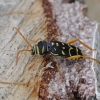 Margasis raštenis - Plagionotus arcuatus | Fotografijos autorius : Žydrūnas Daunoravičius | © Macrogamta.lt | Šis tinklapis priklauso bendruomenei kuri domisi makro fotografija ir fotografuoja gyvąjį makro pasaulį.