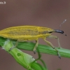 Maudinis stiebastraublis - Lixus iridis | Fotografijos autorius : Žydrūnas Daunoravičius | © Macrogamta.lt | Šis tinklapis priklauso bendruomenei kuri domisi makro fotografija ir fotografuoja gyvąjį makro pasaulį.