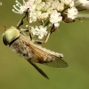 Sparva - Atylotus rusticus | Fotografijos autorius : Aleksandras Riabčikovas | © Macrogamta.lt | Šis tinklapis priklauso bendruomenei kuri domisi makro fotografija ir fotografuoja gyvąjį makro pasaulį.